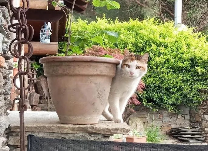 Πανσιόν Rosina House E Colico